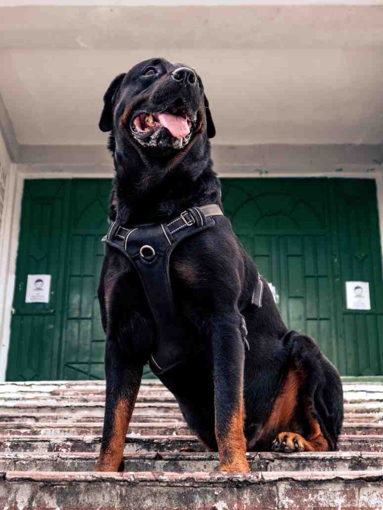 Top 10 Police Dog Breeds