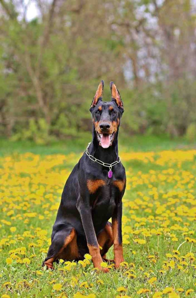 Top 10 Police Dog Breeds