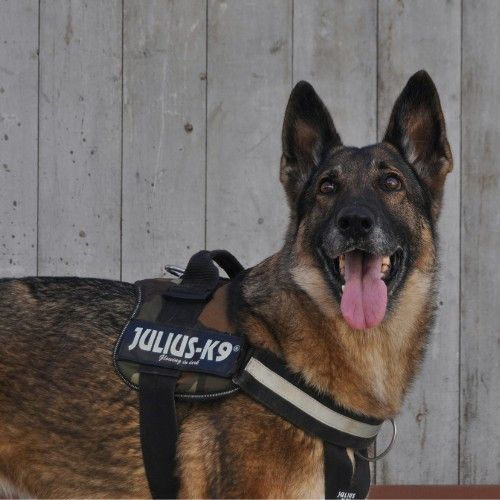 Top 10 Police Dog Breeds