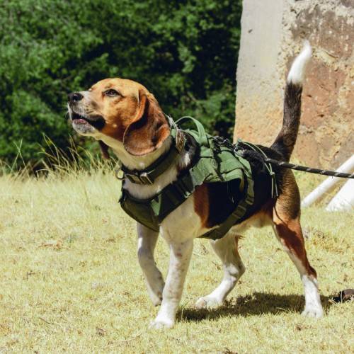 Top 10 Police Dog Breeds