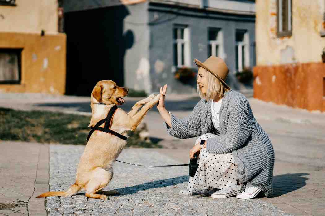 Most Affectionate Dog Breeds