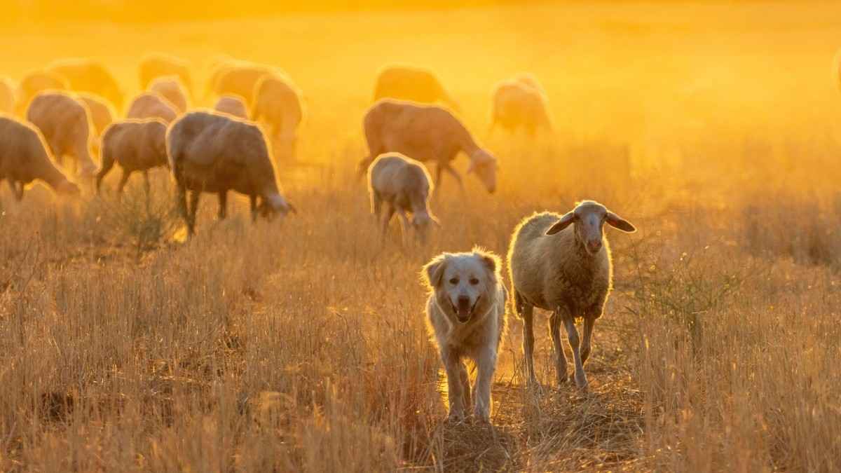 Farm Dog Breeds