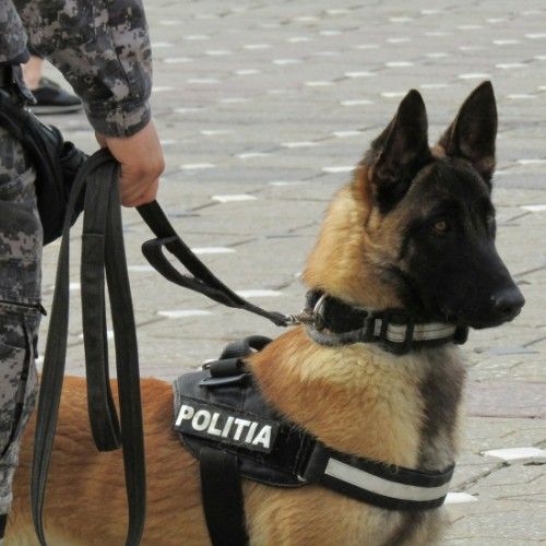 Top 10 Police Dog Breeds