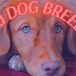 Red Dog Breeds
