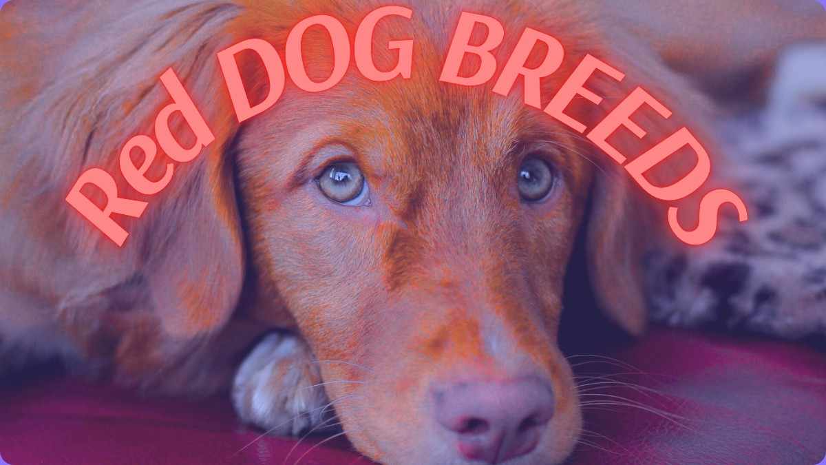 Red Dog Breeds