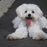 Dog Breeds That Start With M