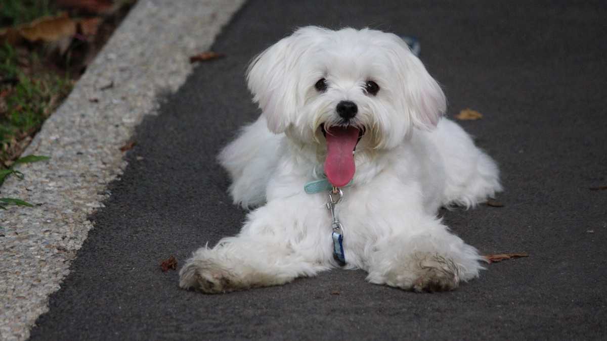 Dog Breeds That Start With M