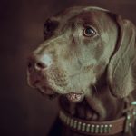 Lab and Pointer Mix Dog Breed