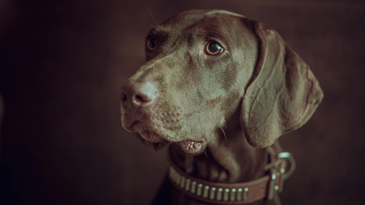 Lab and Pointer Mix Dog Breed