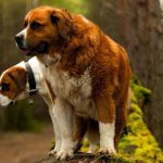 Most Loyal Dog Breeds