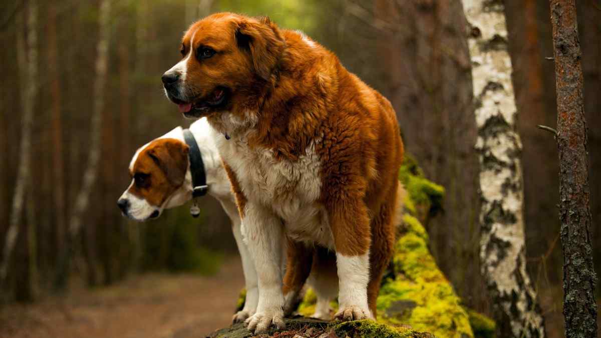 Most Loyal Dog Breeds