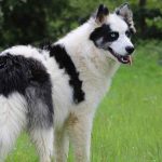Russian Dog Breeds