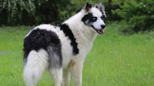 Russian Dog Breeds