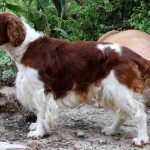 Low-Shedding Dog Breeds
