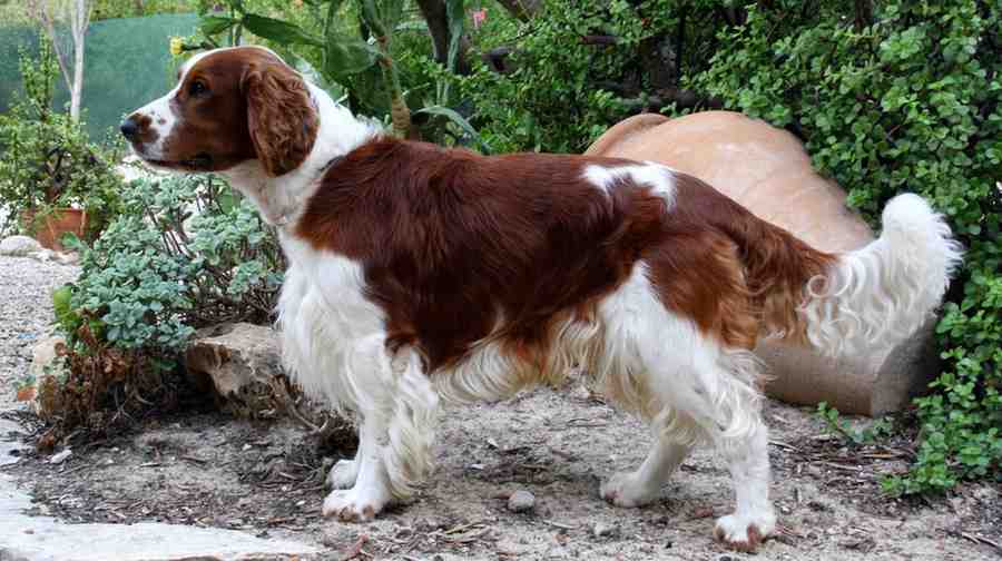 Low-Shedding Dog Breeds