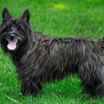 Ugly Dog Breeds