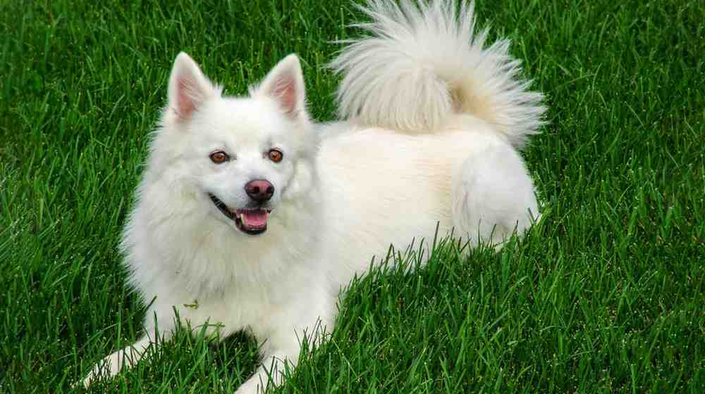 Small Dog Breeds in India