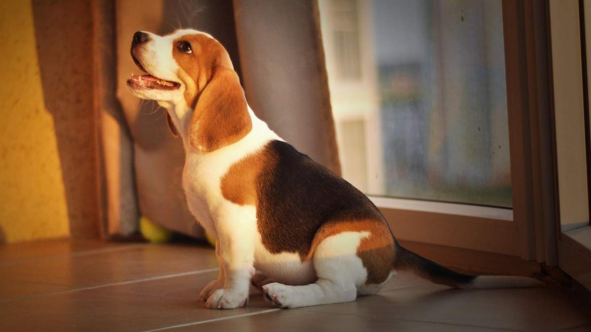 Friendly Dog Breeds in India