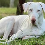 Top 10 Dog Breeds in India