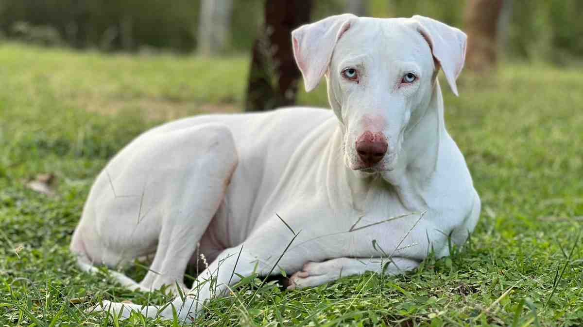 Top 10 Dog Breeds in India