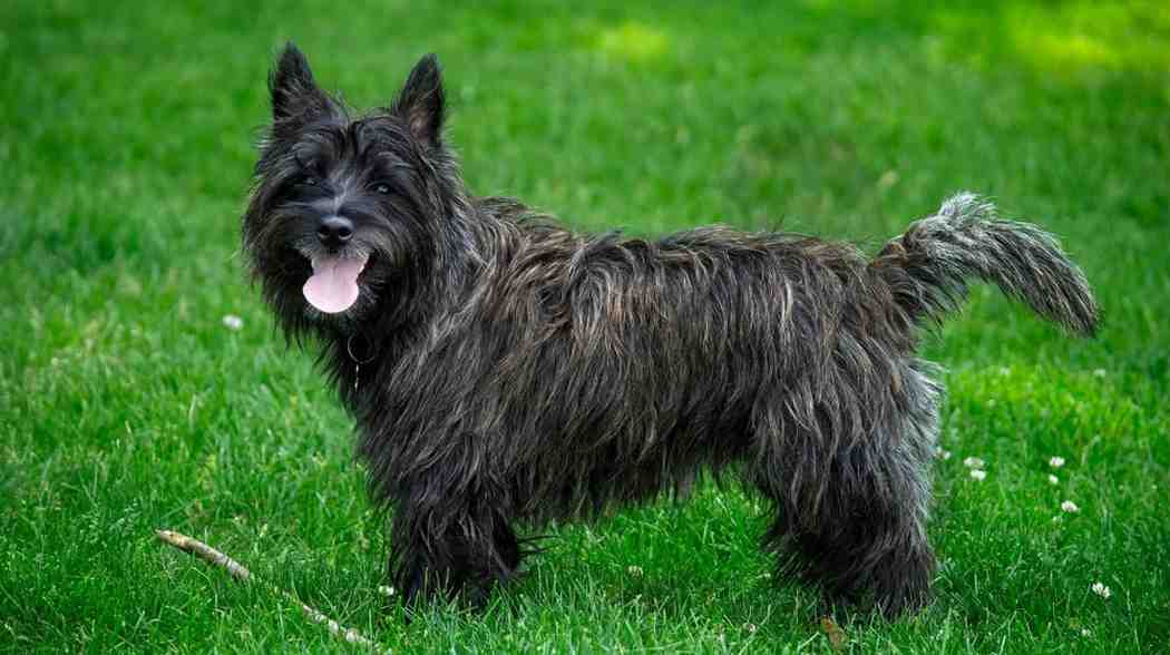 Ugly Dog Breeds