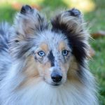 Top 10 Dog Breeds with Stunning Blue Eyes