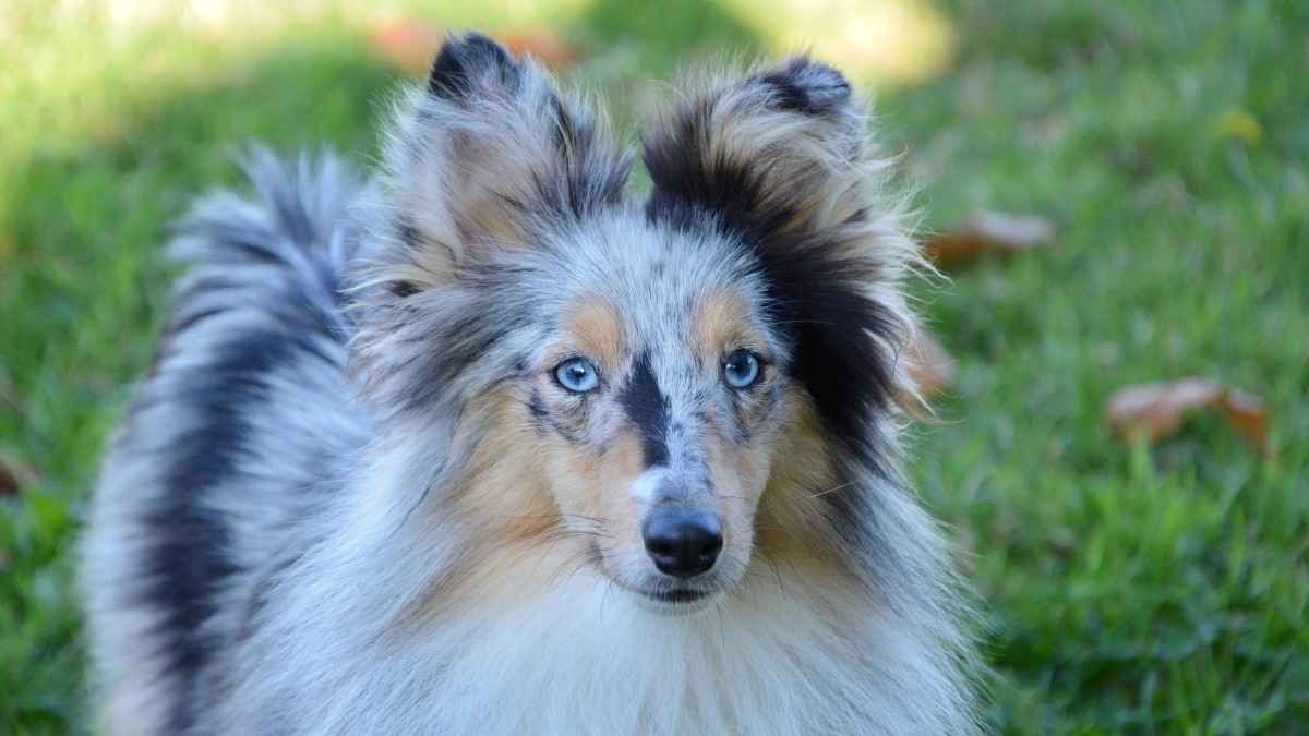 Top 10 Dog Breeds with Stunning Blue Eyes