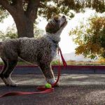 Best Dog Breeds for Running