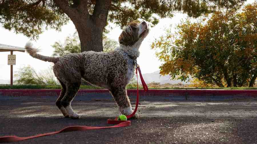Best Dog Breeds for Running