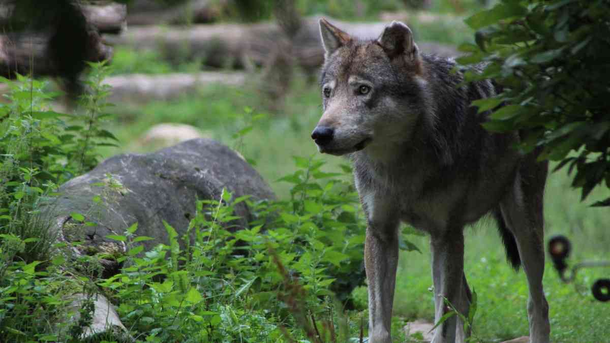 Wolves Breeding with Dogs