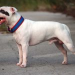 Dog Breeds Like Pit Bull
