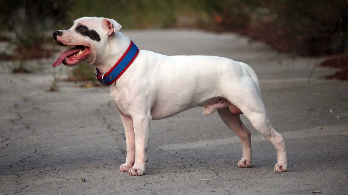 Dog Breeds Like Pit Bull