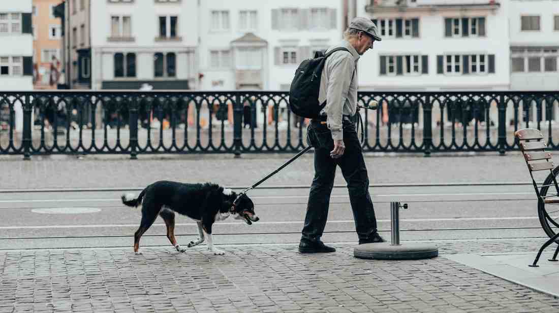 Best Dog Breeds for Seniors