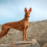 Costliest Dog Breeds