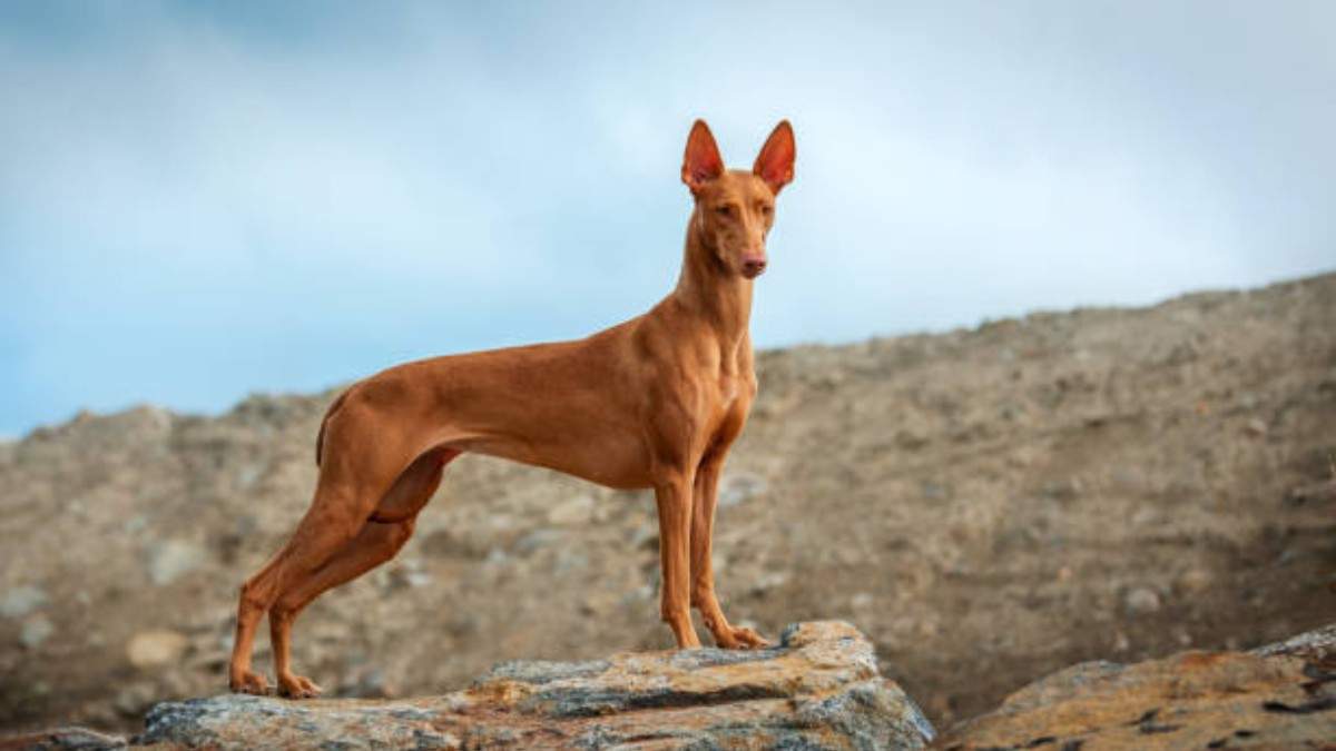 Costliest Dog Breeds