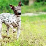 Top 10 Most Popular American Dog Breeds Loved Nationwide | Breedsdoghub