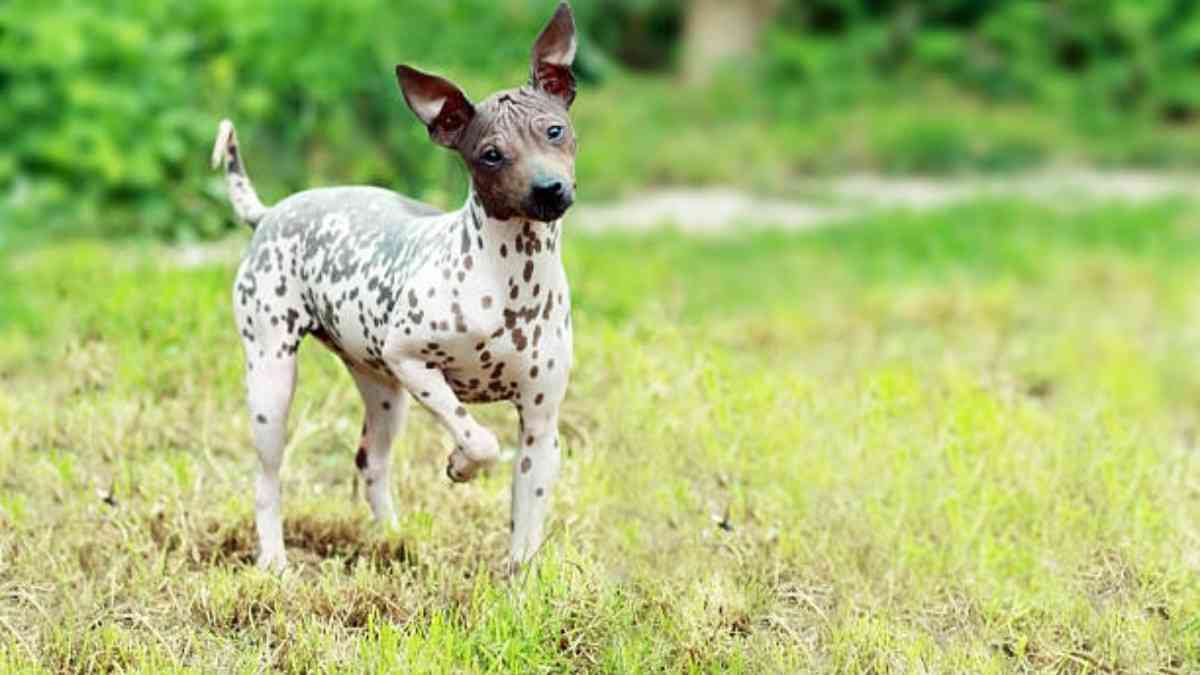Top 10 Most Popular American Dog Breeds Loved Nationwide | Breedsdoghub