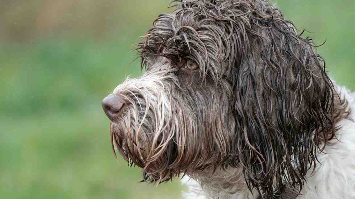 Curly Haired Dog Breeds