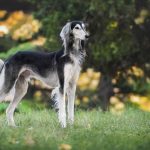 Prettiest Dog Breeds