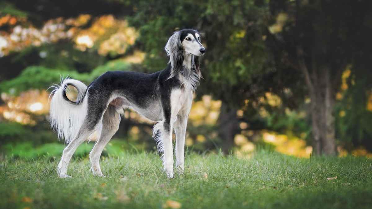 Prettiest Dog Breeds