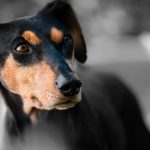 Top 15 Healthiest Dog Breeds