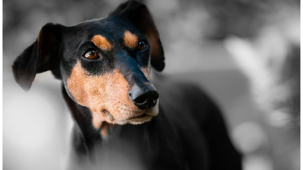 Top 15 Healthiest Dog Breeds