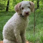 Italian Dog Breeds