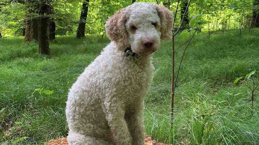 Italian Dog Breeds