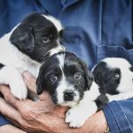 How to Become a Dog Breeder