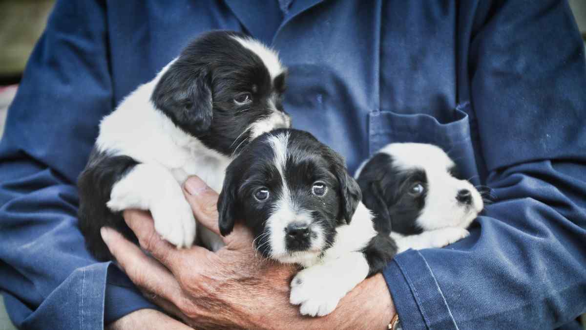 How to Become a Dog Breeder
