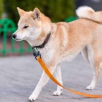 Korean-Jindo