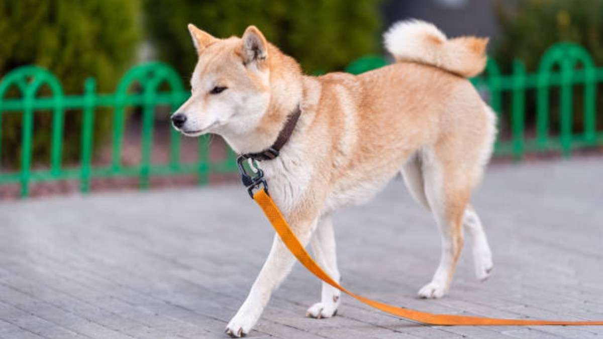 Korean-Jindo