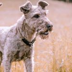 Patterdale Terrier
