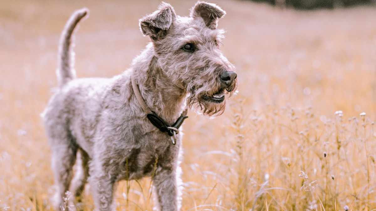 Patterdale Terrier